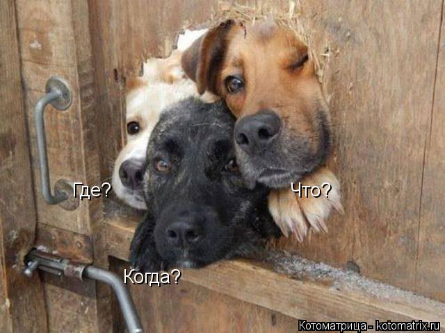Что? Где? Когда?... Котоматрица: Что? Где? Когда?