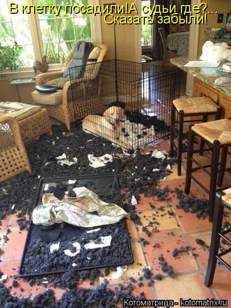 В клетку посадили!А судьи где?... Сказать забыли!... Котоматрица: В клетку посадили!А судьи где?... Сказать забыли!