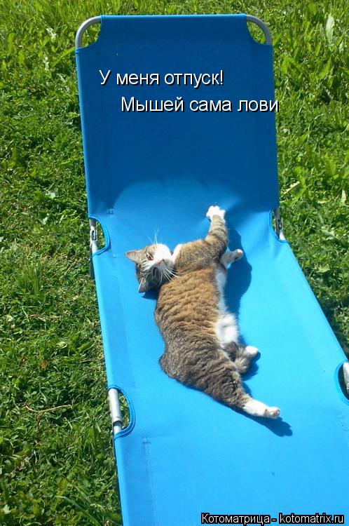 У меня отпуск! Мышей сама лови... Котоматрица: У меня отпуск! Мышей сама лови