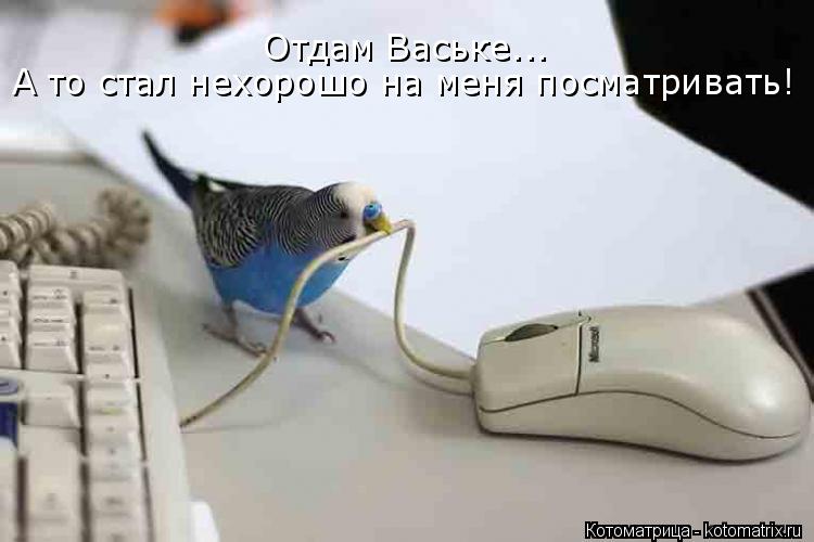 Отдам Ваське... А то стал нехорошо на меня посматривать!... Котоматрица: Отдам Ваське... А то стал нехорошо на меня посматривать!