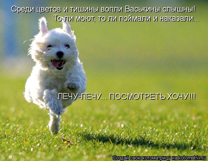 Среди цветов и тишины вопли Васькины слышны! То ли моют, то ли поймали и наказали... ЛЕЧУ-ЛЕЧУ... ПОС... Котоматрица: Среди цветов и тишины вопли Васькины слышны! То ли моют, то ли поймали и наказали... ЛЕЧУ-ЛЕЧУ... ПОСМОТРЕТЬ ХОЧУ!!!
