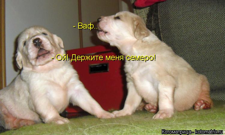 - Ой! Держите меня семеро! - Ваф..... Котоматрица: - Ой! Держите меня семеро! - Ваф..