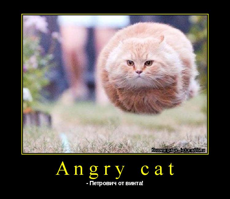 Angry cat - Петрович от винта!... Котоматрица: Angry cat - Петрович от винта!