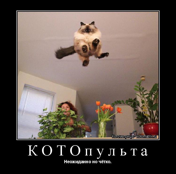 КОТОпульта Неожиданно но чётко.... Котоматрица: КОТОпульта Неожиданно но чётко.