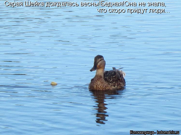 Серая Шейка дождалась весны!Бедная!Она не знала, что скоро придут люди...... Котоматрица: Серая Шейка дождалась весны!Бедная!Она не знала, что скоро придут люди...