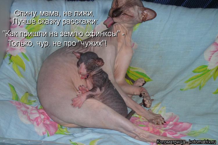 Спину, мама, не лижи, Лучше сказку расскажи: "Как пришли на землю сфинксы" - Только, чур Только, чур... Котоматрица: Спину, мама, не лижи, Лучше сказку расскажи: "Как пришли на землю сфинксы" - Только, чур Только, чур, не про "чужих"!