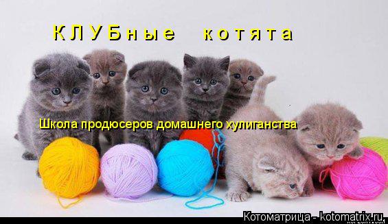 К Л У Б н ы е к о т я т а Школа продюсеров домашнего хулиганства... Котоматрица: К Л У Б н ы е к о т я т а Школа продюсеров домашнего хулиганства