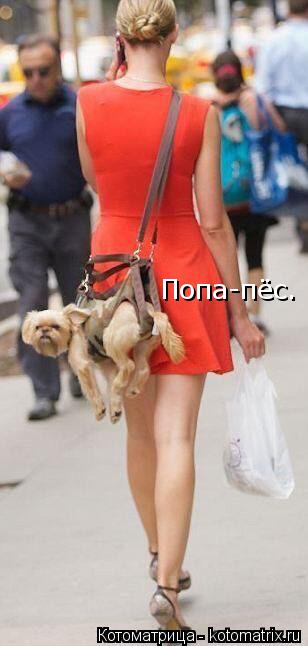 Попа-пёс.... Котоматрица: Попа-пёс.