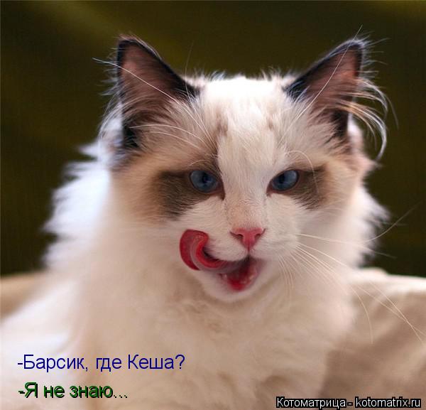 -Я не знаю... -Барсик, где Кеша?... Котоматрица: -Я не знаю... -Барсик, где Кеша?