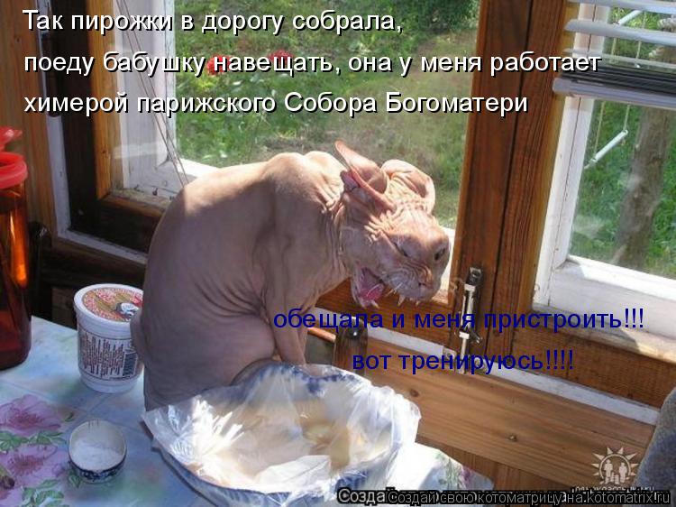 Котоматрица: Так пирожки в дорогу собрала,  поеду бабушку навещать, она у меня работает химерой парижского Собора Богоматери обещала и меня пристроить!!!