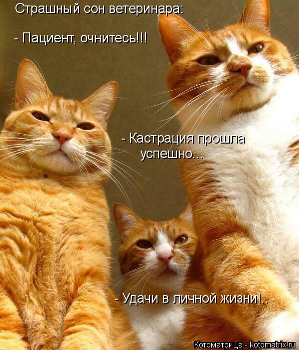 Страшный сон ветеринара: - Пациент, очнитесь!!! - Кастрация прошла успешно... - Удачи в личной жизни!... Котоматрица: Страшный сон ветеринара: - Пациент, очнитесь!!! - Кастрация прошла успешно... - Удачи в личной жизни!..