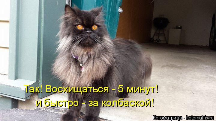Так! Восхищаться - 5 минут! и быстро - за колбаской!... Котоматрица: Так! Восхищаться - 5 минут! и быстро - за колбаской!