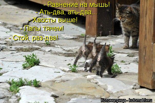 - Равнение на мышь! - Ать-два, ать-два... - Хвосты выше! - Лапы тянем! - Стой, раз-два!... Котоматрица: - Равнение на мышь! - Ать-два, ать-два... - Хвосты выше! - Лапы тянем! - Стой, раз-два!
