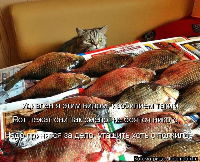 Надо принятся за дело, утащить хоть с полкило. Удивлен я этим видом, изобилием таким: Вот лежат они т... Котоматрица: Надо принятся за дело, утащить хоть с полкило. Удивлен я этим видом, изобилием таким: Вот лежат они так смело, не боятся никого,