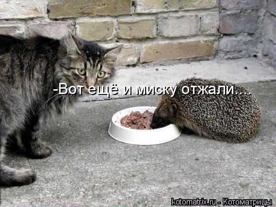 -Вот ещё и миску отжали....... Котоматрица: -Вот ещё и миску отжали....
