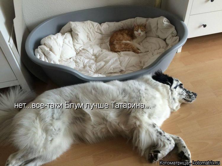 нет...все-таки Блум лучше Татарина...... Котоматрица: нет...все-таки Блум лучше Татарина...