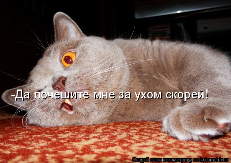 -Да почешите мне за ухом скорей!... Котоматрица: -Да почешите мне за ухом скорей!