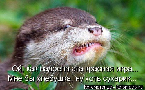 Ой, как надоела эта красная икра... Мне бы хлебушка, ну хоть сухарик...... Котоматрица: Ой, как надоела эта красная икра... Мне бы хлебушка, ну хоть сухарик...