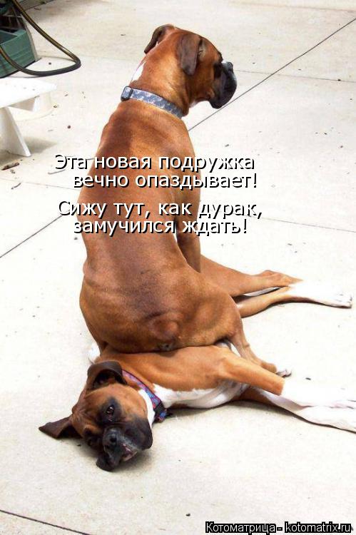 Эта новая подружка вечно опаздывает! Сижу тут, как дурак, замучился ждать!... Котоматрица: Эта новая подружка вечно опаздывает! Сижу тут, как дурак, замучился ждать!