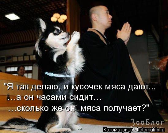 "Я так делаю, и кусочек мяса дают... …а он часами сидит… …сколько же он мяса получает?"... Котоматрица: "Я так делаю, и кусочек мяса дают... …а он часами сидит… …сколько же он мяса получает?"