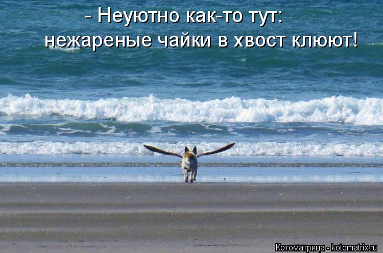 - Неуютно как-то тут: нежареные чайки в хвост клюют!... Котоматрица: - Неуютно как-то тут: нежареные чайки в хвост клюют!