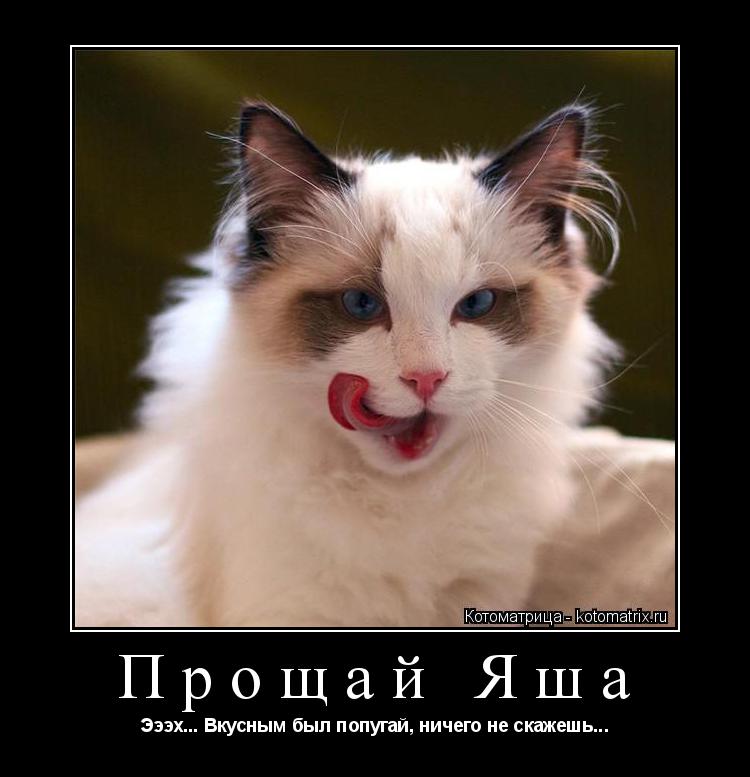 Прощай Яша Эээх... Вкусным был попугай, ничего не скажешь...... Котоматрица: Прощай Яша Эээх... Вкусным был попугай, ничего не скажешь...