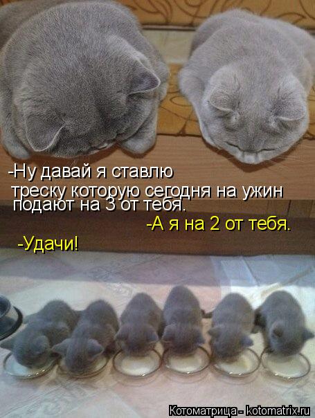 -Ну давай я ставлю треску которую сегодня на ужин подают на 3 от тебя. -А я на 2 от тебя. -Удачи!... Котоматрица: -Ну давай я ставлю треску которую сегодня на ужин подают на 3 от тебя. -А я на 2 от тебя. -Удачи!