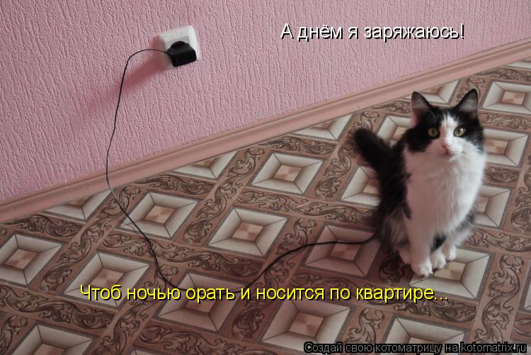 А днём я заряжаюсь! Чтоб ночью орать и носится по квартире...... Котоматрица: А днём я заряжаюсь! Чтоб ночью орать и носится по квартире...
