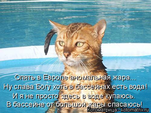 Опять в Европе аномальная жара... Ну слава Богу хоть в бассейнах есть вода! И я не просто здесь в вод... Котоматрица: Опять в Европе аномальная жара... Ну слава Богу хоть в бассейнах есть вода! И я не просто здесь в воде купаюсь. В бассейне от большой жары спас