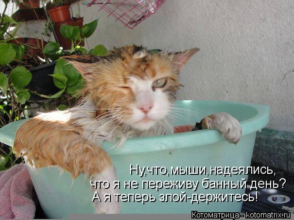 Ну,что,мыши,надеялись, что я не переживу банный день? А я теперь злой-держитесь!... Котоматрица: Ну,что,мыши,надеялись, что я не переживу банный день? А я теперь злой-держитесь!