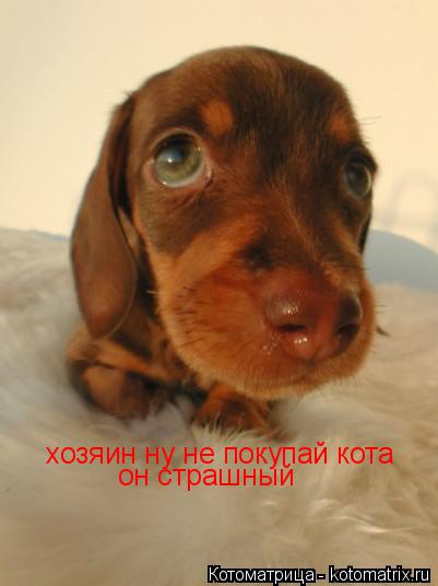 хозяин ну не покупай кота он страшный... Котоматрица: хозяин ну не покупай кота он страшный