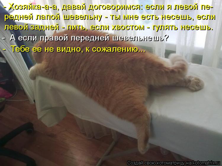 - Хозяйка-а-а, давай договоримся: если я левой пе- редней лапой шевельну - ты мне есть несешь, если л... Котоматрица: - Хозяйка-а-а, давай договоримся: если я левой пе- редней лапой шевельну - ты мне есть несешь, если левой задней - пить, если хвостом - гулять не