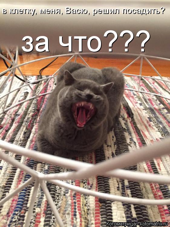 в клетку, меня, Васю, решил посадить? за что???... Котоматрица: в клетку, меня, Васю, решил посадить? за что???