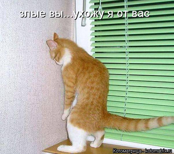 злые вы...ухожу я от вас... Котоматрица: злые вы...ухожу я от вас