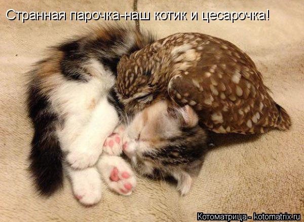 Странная парочка-наш котик и цесарочка!... Котоматрица: Странная парочка-наш котик и цесарочка!