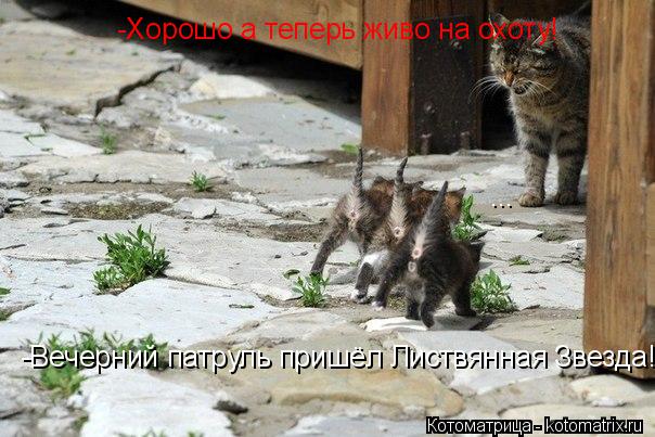 -Вечерний патруль пришёл Листвянная Звезда! -Хорошо а теперь живо на охоту! ...... Котоматрица: -Вечерний патруль пришёл Листвянная Звезда! -Хорошо а теперь живо на охоту! ...