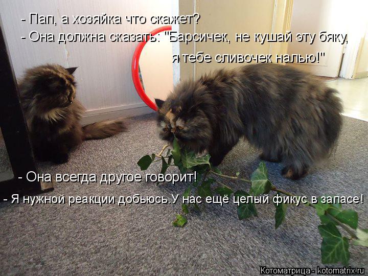 Котоматрица: - Пап, а хозяйка что скажет? - Она должна сказать: "Барсичек, не кушай эту бяку, я тебе сливочек налью!" - Она всегда другое говорит! - Я нужной ре
