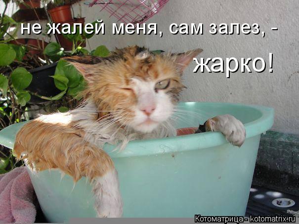 не жалей меня, сам залез, - жарко!... Котоматрица: не жалей меня, сам залез, - жарко!