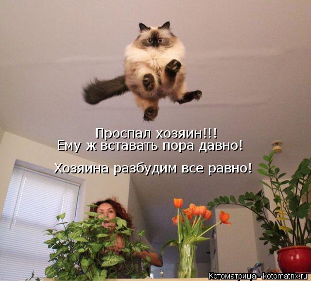 Котоматрица: Проспал хозяин!!! Хозяина разбудим все равно! Ему ж вставать пора давно!