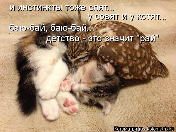 и инстинкты тоже спят... у совят и у котят... баю-бай, баю-бай... детство - это значит "рай"... Котоматрица: и инстинкты тоже спят... у совят и у котят... баю-бай, баю-бай... детство - это значит "рай"