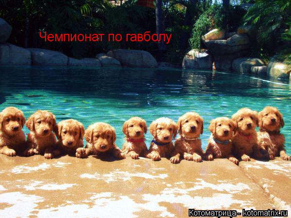 Чемпионат по гавболу... Котоматрица: Чемпионат по гавболу