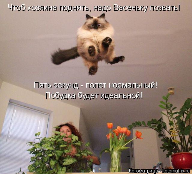 Чтоб хозяина поднять, надо Васеньку позвать! Пять секунд - полет нормальный! Побудка будет идеальной!... Котоматрица: Чтоб хозяина поднять, надо Васеньку позвать! Пять секунд - полет нормальный! Побудка будет идеальной!