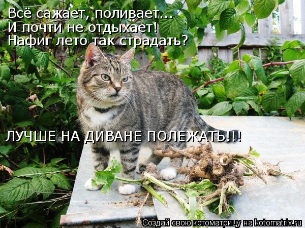 Всё сажает, поливает... И почти не отдыхает! Нафиг лето так страдать? ЛУЧШЕ НА ДИВАНЕ ПОЛЕЖАТЬ!!!... Котоматрица: Всё сажает, поливает... И почти не отдыхает! Нафиг лето так страдать? ЛУЧШЕ НА ДИВАНЕ ПОЛЕЖАТЬ!!!