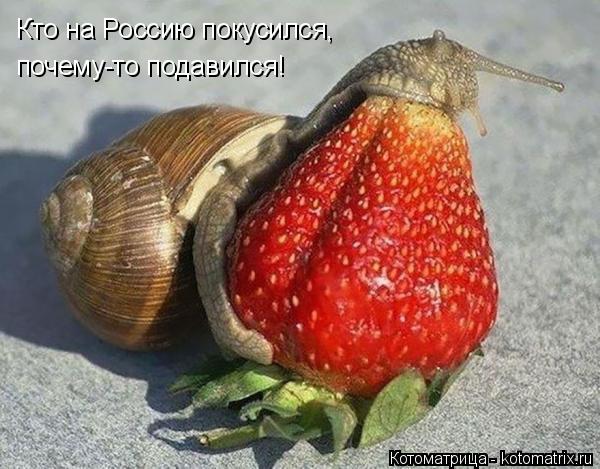 Котоматрица: Кто на Россию покусился,  почему-то подавился!