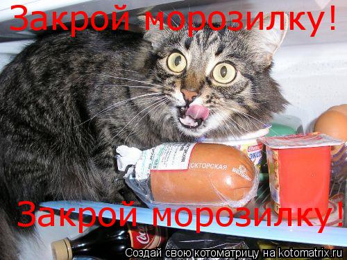 Закрой морозилку! Закрой морозилку!... Котоматрица: Закрой морозилку! Закрой морозилку!