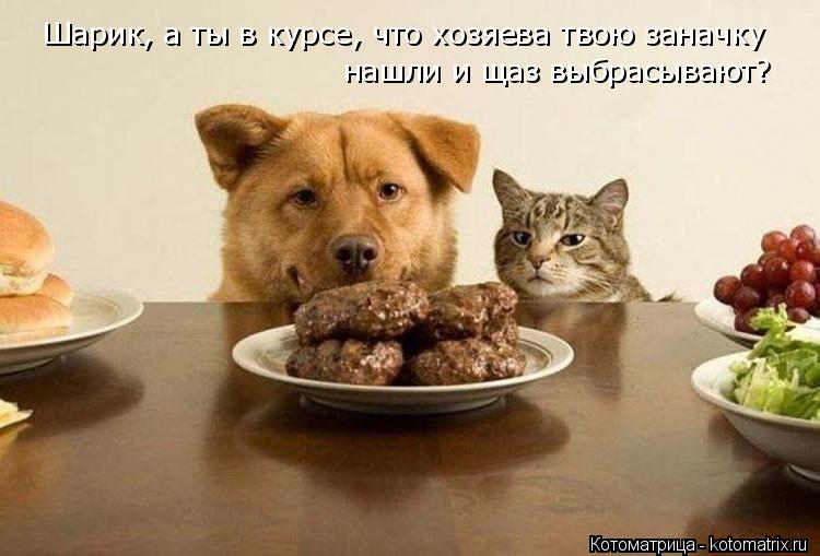 Шарик, а ты в курсе, что хозяева твою заначку нашли и щаз выбрасывают?... Котоматрица: Шарик, а ты в курсе, что хозяева твою заначку нашли и щаз выбрасывают?