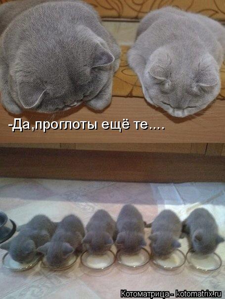 Котоматрица: -Да,проглоты ещё те....