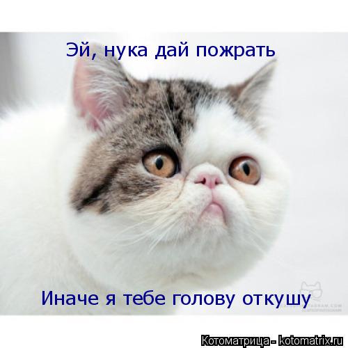 Котоматрица: Эй, нука дай пожрать Иначе я тебе голову откушу