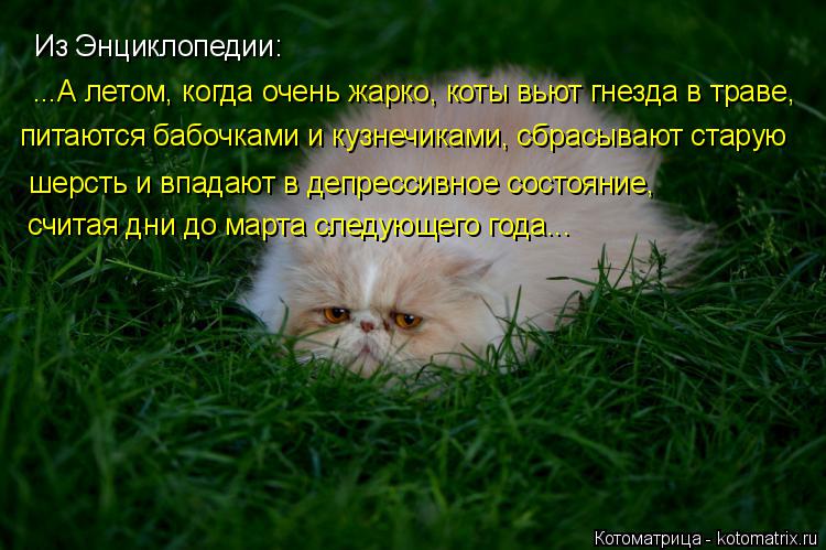 Котоматрица: Из Энциклопедии: ...А летом, когда очень жарко, коты вьют гнезда в траве, питаются бабочками и кузнечиками, сбрасывают старую шерсть и впадаю