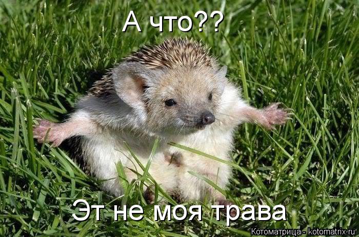 Эт не моя трава А что??... Котоматрица: Эт не моя трава А что??